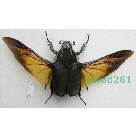 Mecynorhina ugandensis (Moser, 1907) female ex. ovo Cameroon7c